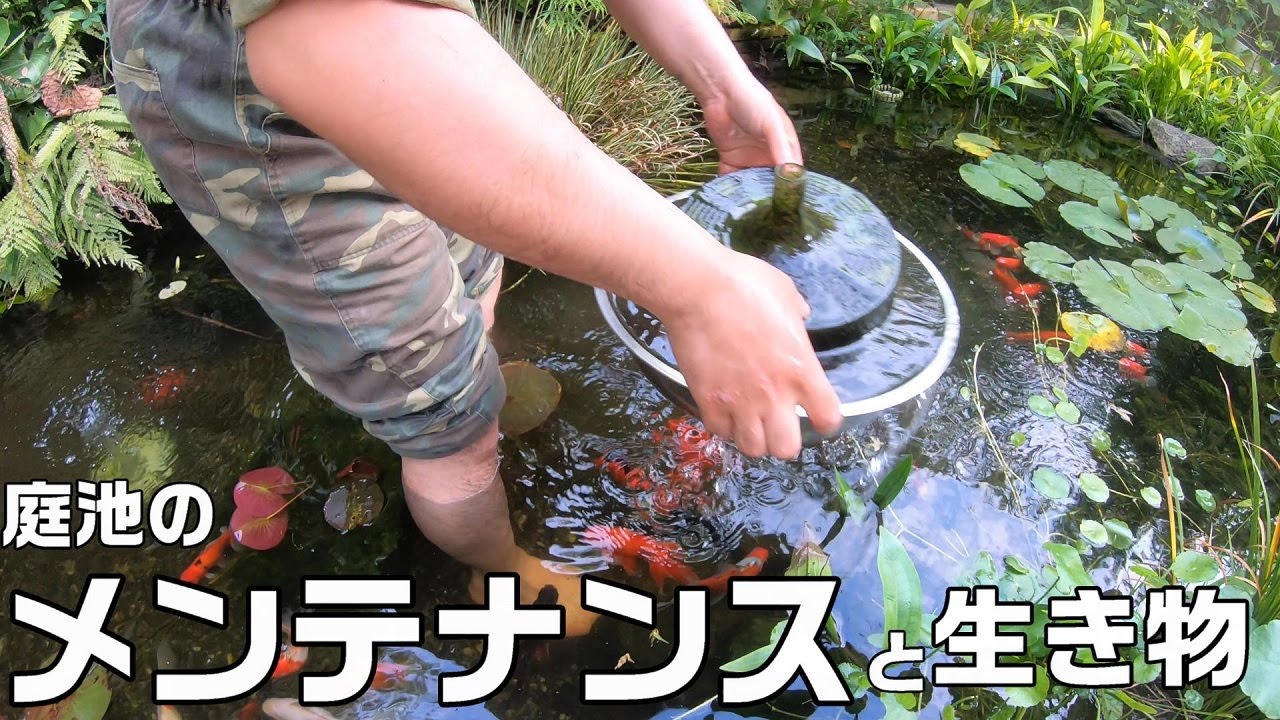 半年ぶりに庭池ビオトープのメンテナンス＆庭池にやってくる生き物たち(5月)