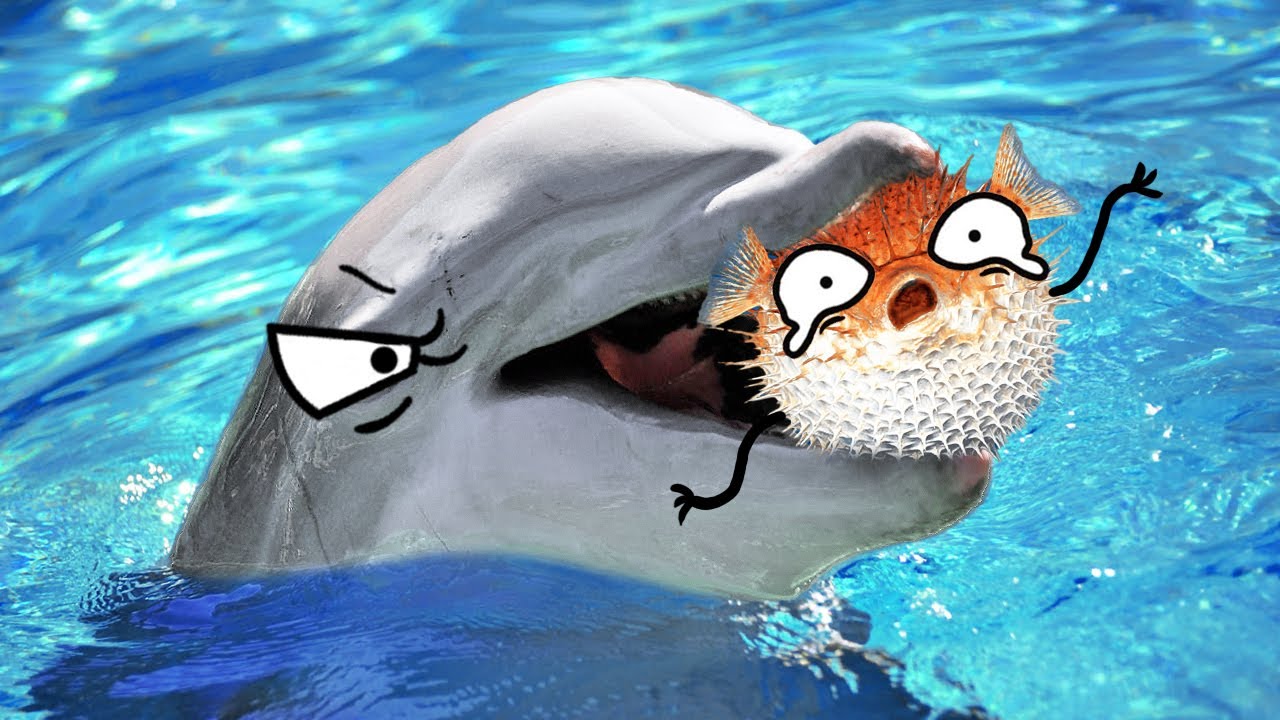 Warum quälen Delfine Kugelfische?