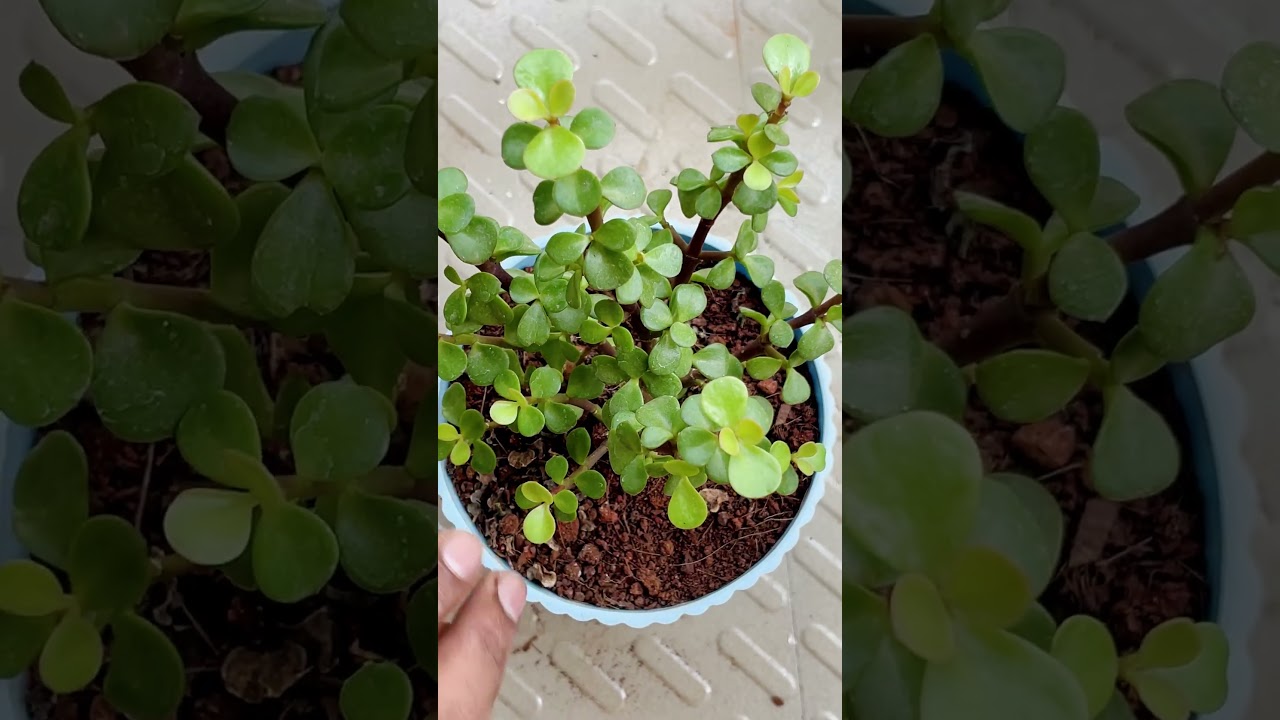 Jade Plant Watering Tips 🌱 | Biggest Mistake Most People Make 