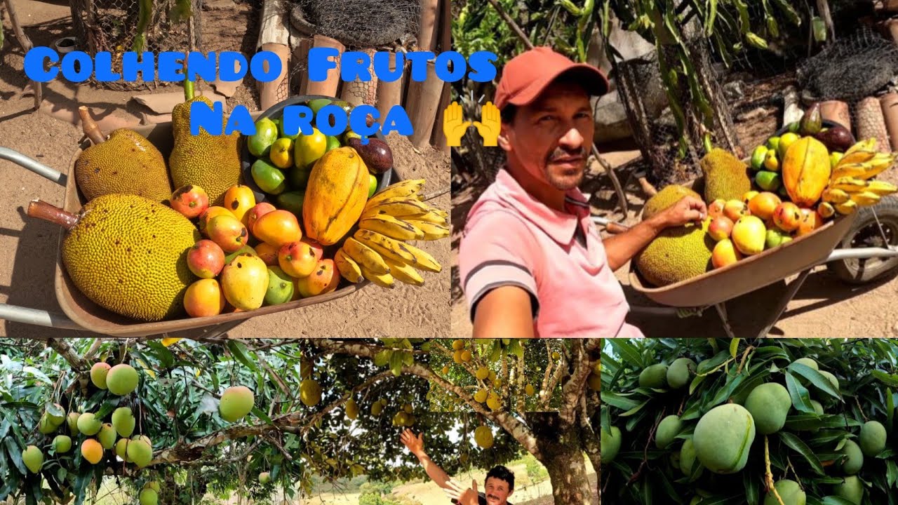 Eita terra boa e abençoada, apesar da forte seca,as frutíferas estão nesse modelo 
