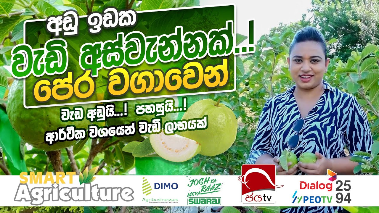 අඩු ඉඩක වැඩි අස්වැන්නක්! පේර වගාවෙන් | Smart Agriculture | Ep 03 | 2024 10 13