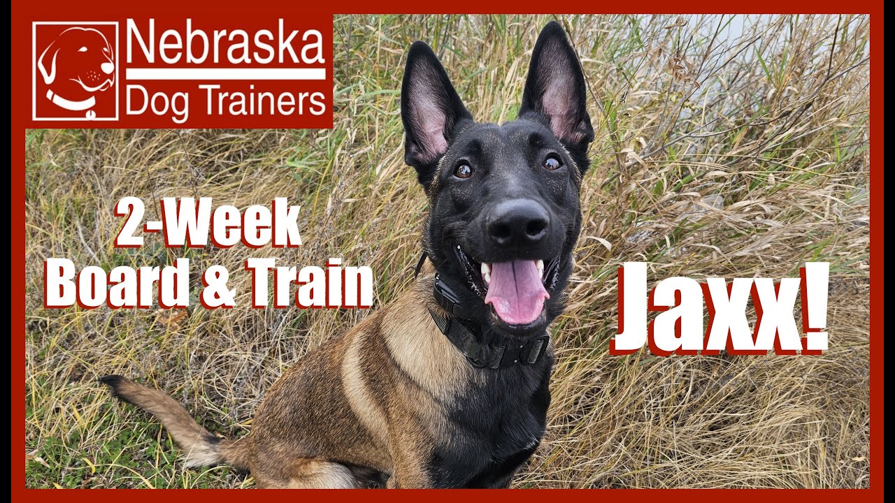 Jaxx | 9MO Belgian Malinois | Off Leash Reliable Dog Training, Nebraska Dog Trainers