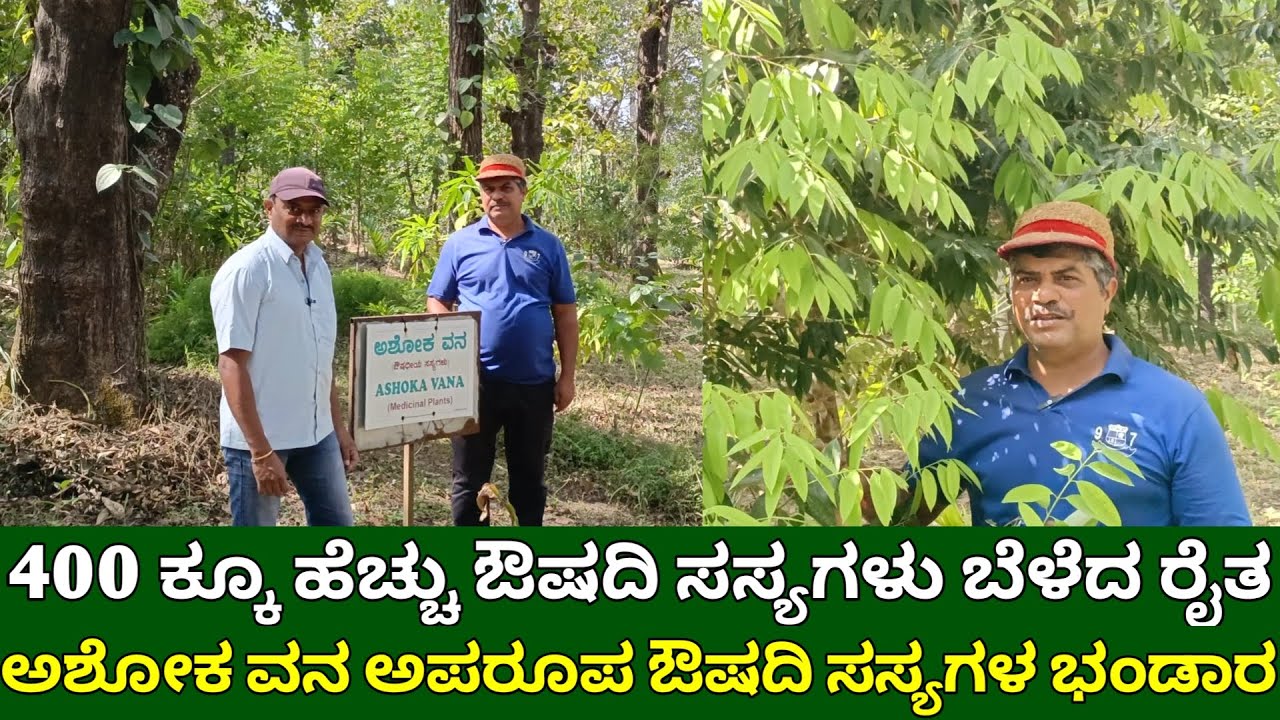 400 ಕ್ಕೂ ಹೆಚ್ಚು ವಿಧದ ಔಷದಿ ಸಸ್ಯಗಳು ಬೆಳೆದ ರೈತ | medicinal plants kannada | ayurvedic plants in kannada