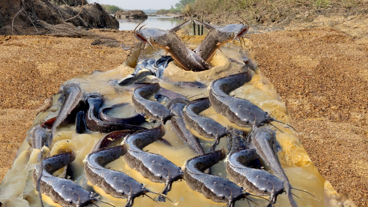 Unique fishing technique in riverwater.  Best fish trap method. Amazing new idea Fishing trick.