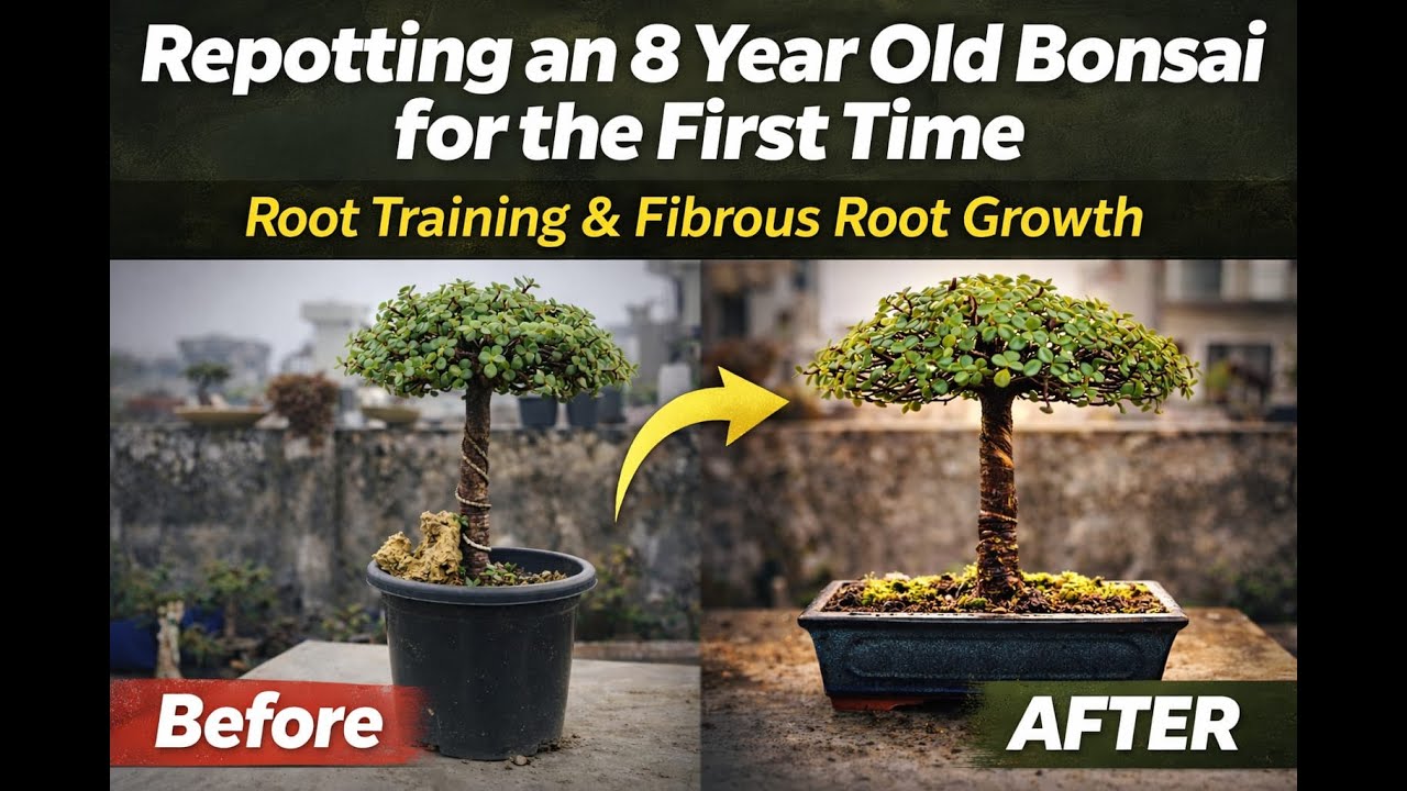 This 8-Year-Old Bonsai Finally Got Its First Real Bonsai Pot 🌳 | Started from a Cutting (2018)