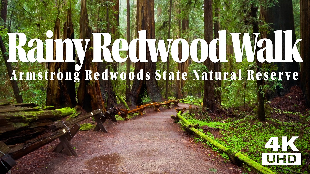 Stunning Redwood Forest Walk On A Rainy Day - Armstrong Redwoods State Natural Reserve.