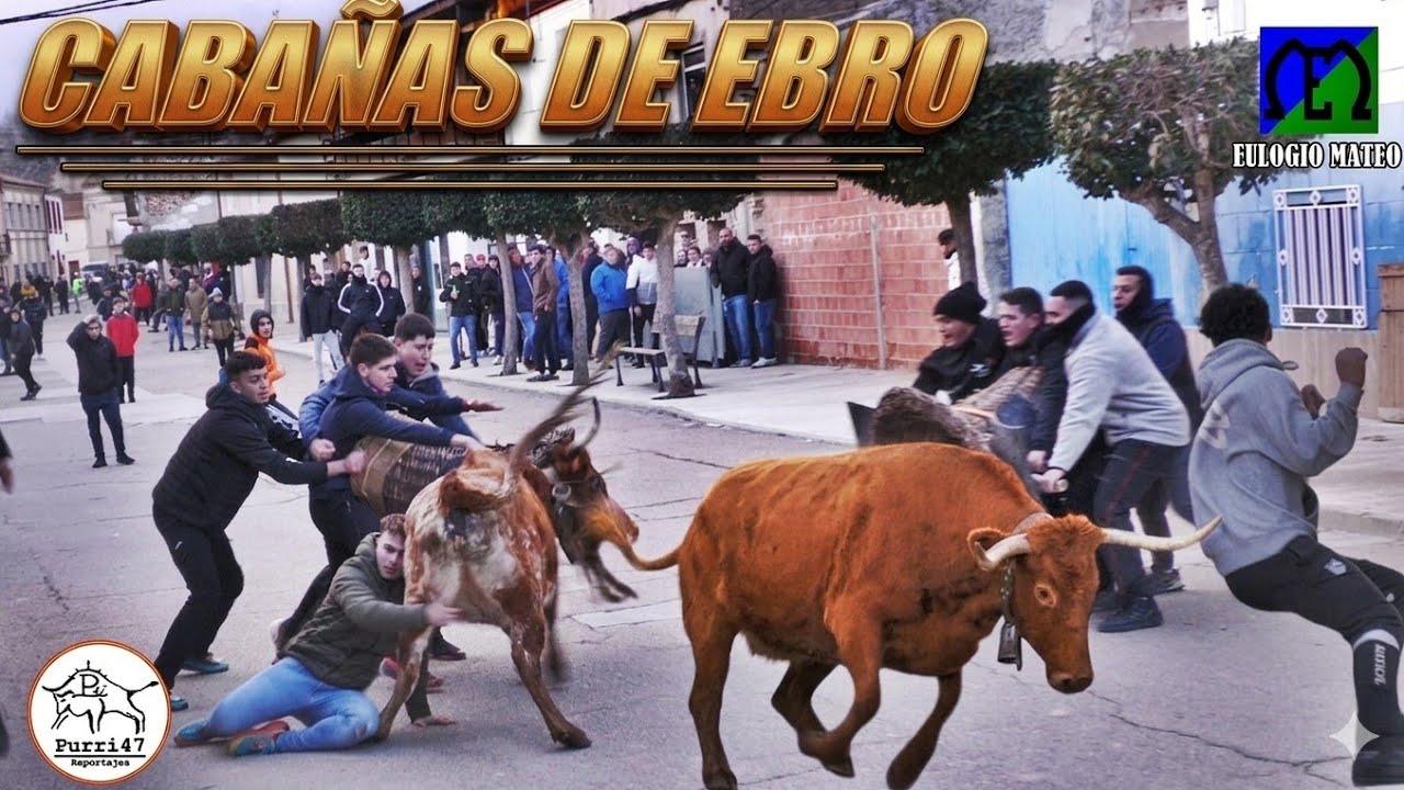 🚨TREMENDA TARDE CON VACAS DE EULOGIO MATEO 👀🙌 CABAÑAS DE EBRO🌶2026🌶😱