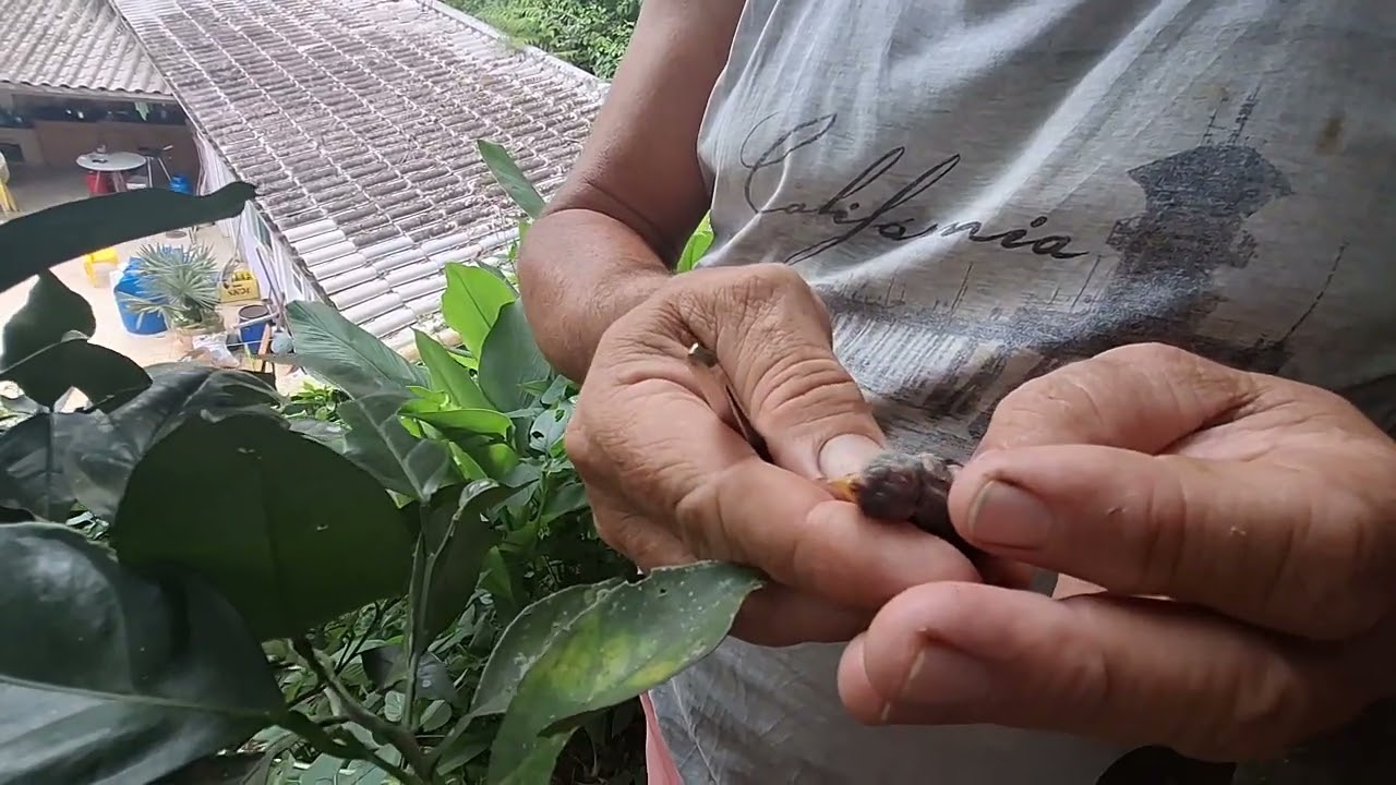 tirando bernes em filhotes de beija flor