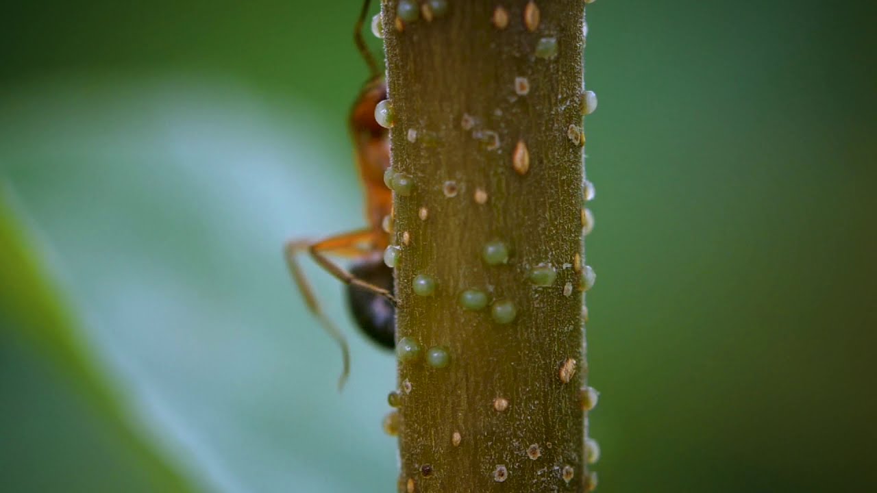 Is this the rarest ant in the UK? Narrow-headed Ant