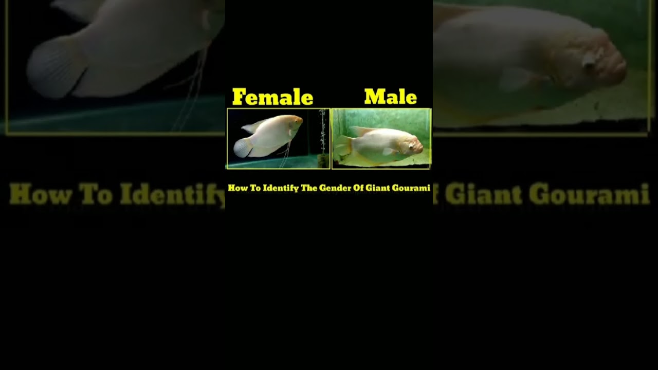 how to identify male and female giant Gourami #malefemale #fishypanda32