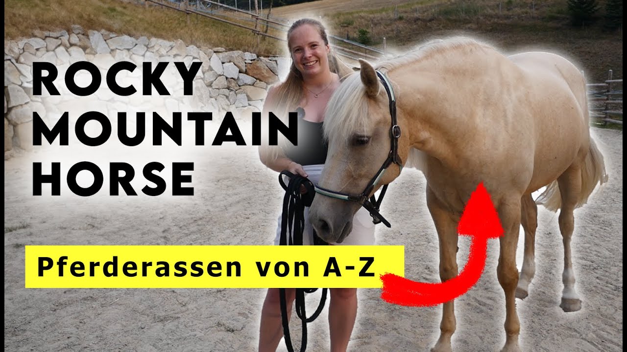 Pferderassen von A-Z | Rocky Mountain Horse - Das exotische Gangpferd