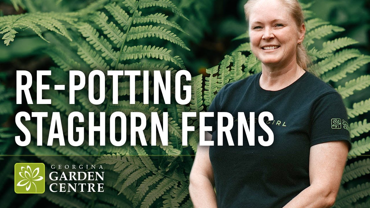 How to Re-Pot a Staghorn Fern with Sphagnum Moss | GGC Garden Girl