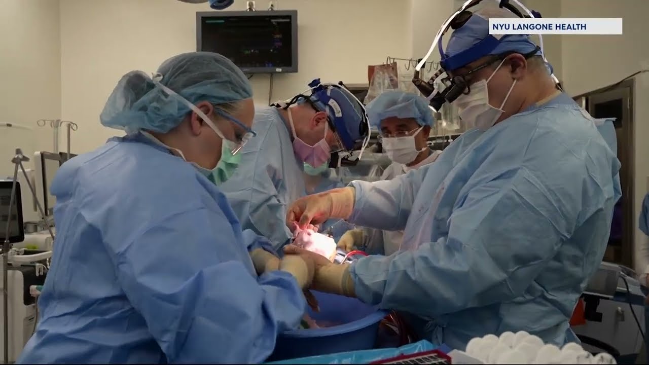 Groundbreaking organ transplant surgery performed by NYU Langone team