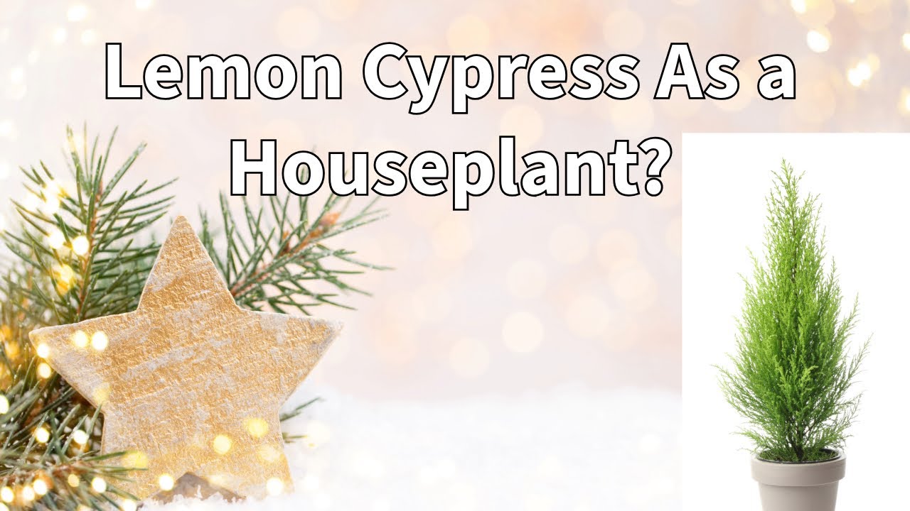 How to Select a Lemon Cypress Tree For the Holidays!