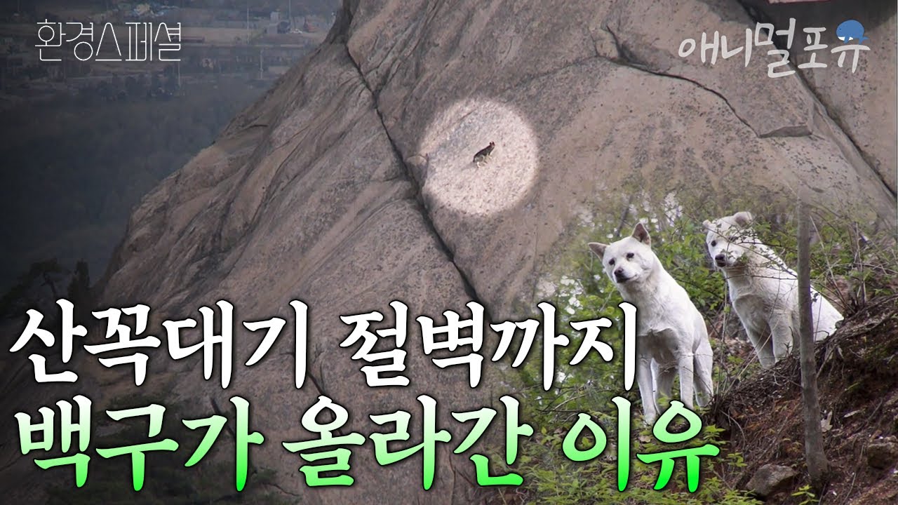 [풀버전] 북한산 절벽에 둥지 튼 들개떼 수십마리, 알고보니 정체는 백구?  I KBS 환경스페셜 120530 방송