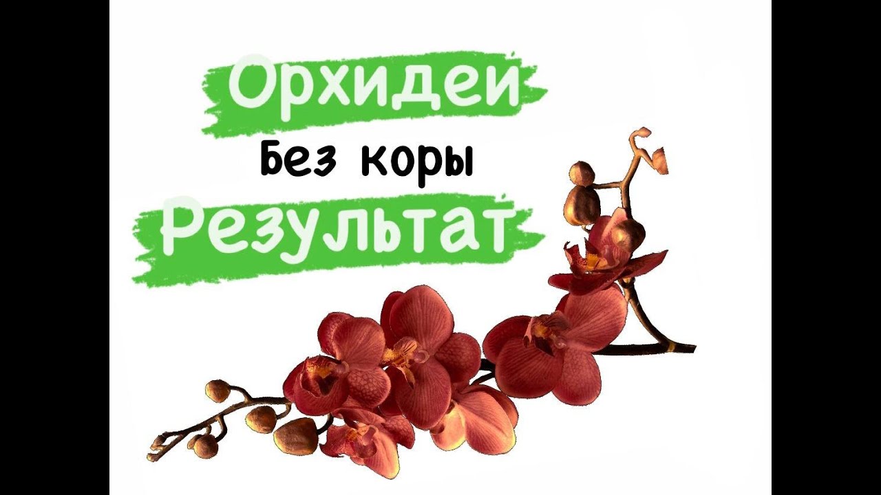 РЕЗУЛЬТАТ пересадки орхидеи в открытую корневую систему