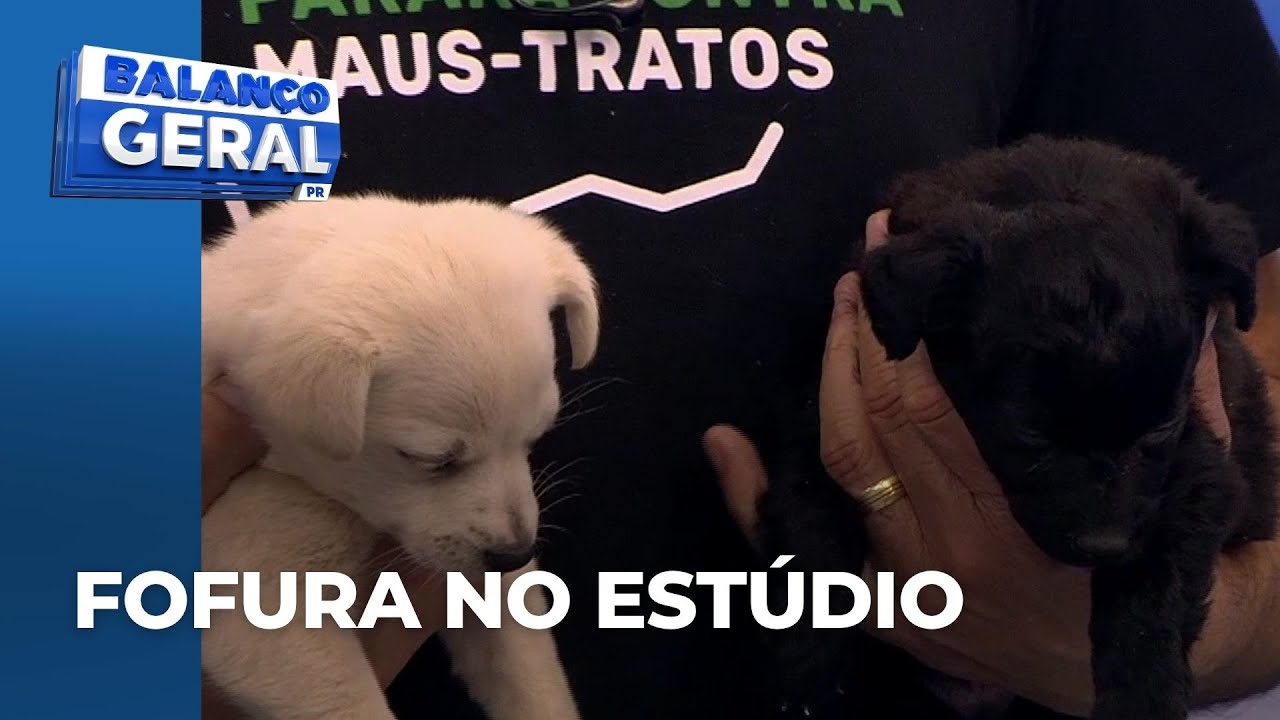 Cadela abandonada e os cinco filhotes resgatados de buraco visitam o Balanço Geral