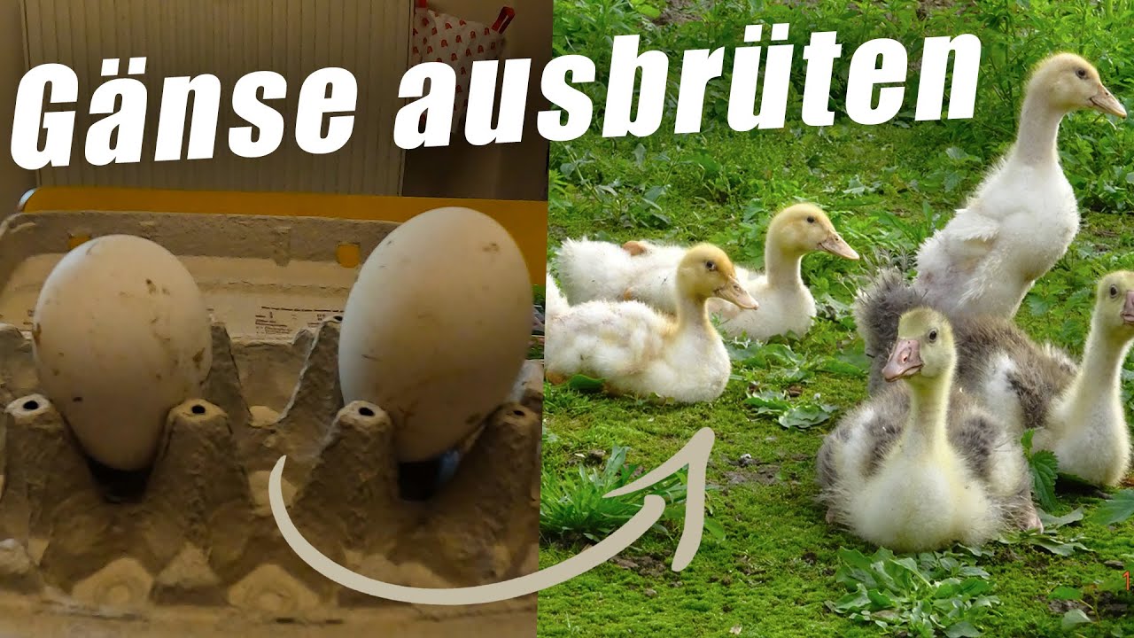 Gänse Aufzucht: Die Herausforderung und die Freude !