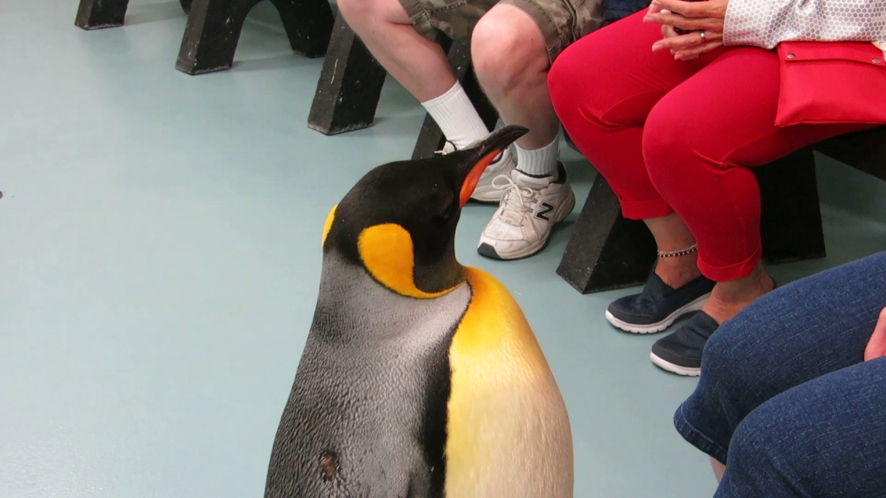 My penguin experience.