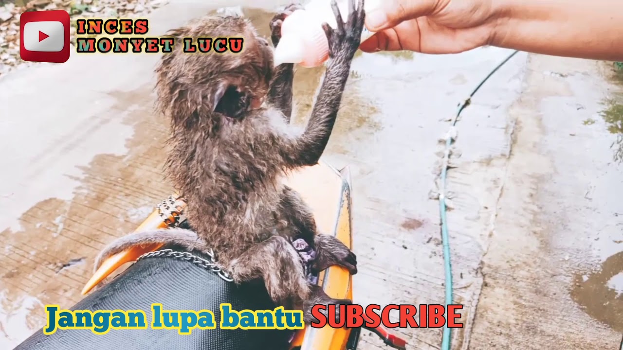 lucu monyet mandi