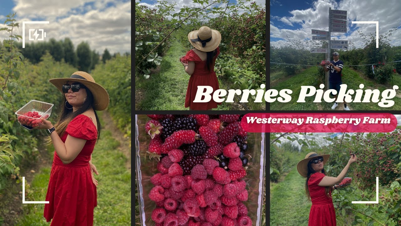 🍓 Westerway Raspberries Farm Visit | Berry Picking Day Out 🍓