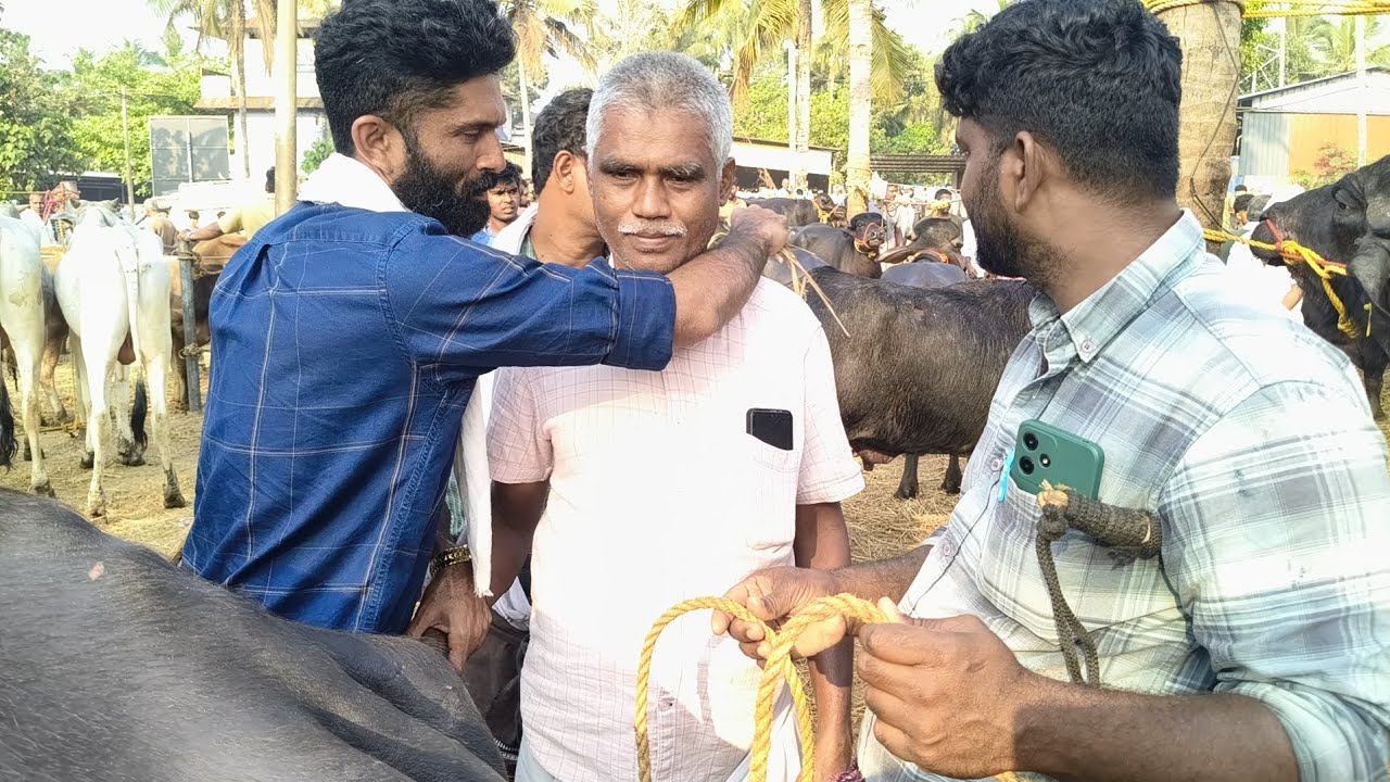 ചട്ടിപ്പറമ്പ് ചന്തയിൽ ഹൈദരാബാദ് നിന്ന് നേരിട്ട് പോത്തുകളെ ഇറക്കി വിൽക്കുന്ന നമ്മുടെ മജീദ് മഞ്ചേരി