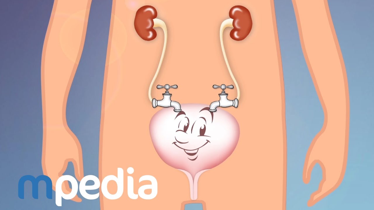 Comment fonctionne normalement la vessie ?