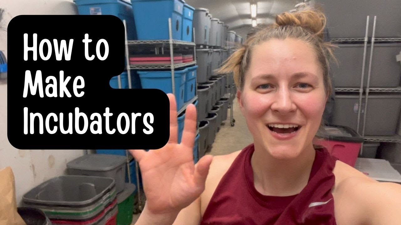 How to Breed Crickets: How I Build My Incubators for Hatching Baby Crickets | Fungus Gnat Help