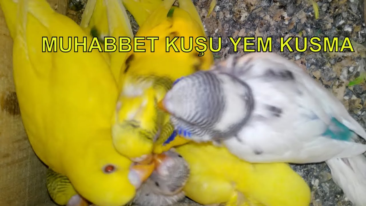 ANNE MUHABBET KUŞU YAVRULARI, YAVRULAR DA BİRBİRLERİNİ BESLİYOR.