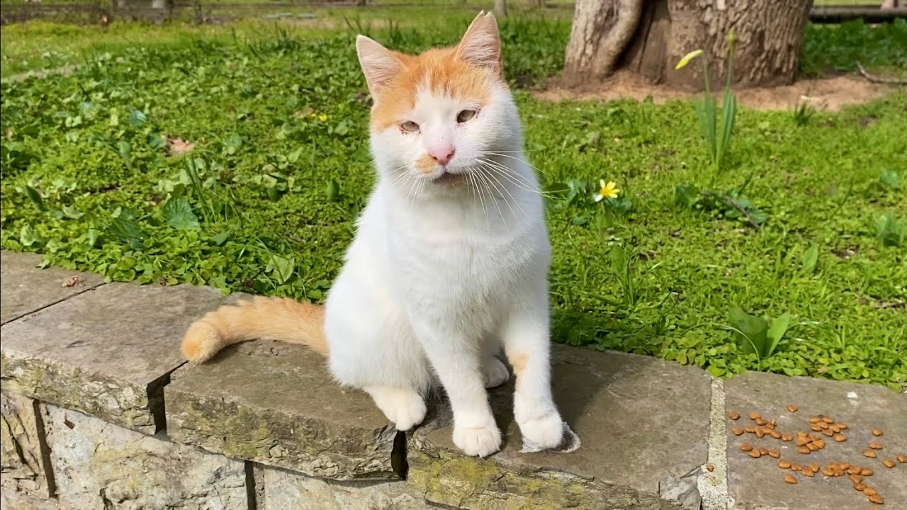 The cats living in the park are incredibly beautiful. I gave them food.