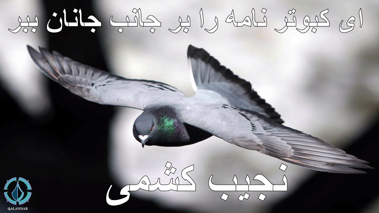 ای کبوتر نامه را بر جانب جانان ببر - نجیب کشمی | Ay Kabotar - Najeb Kishmi