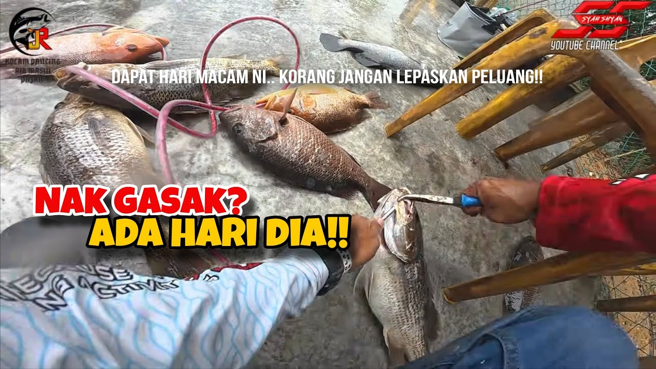 KOLAM RE-OPENING MELETUP‼️ GIL4 PUNYA KOLAM‼️Dua Opening Di Gabungkan Dalam Video Ini....... 