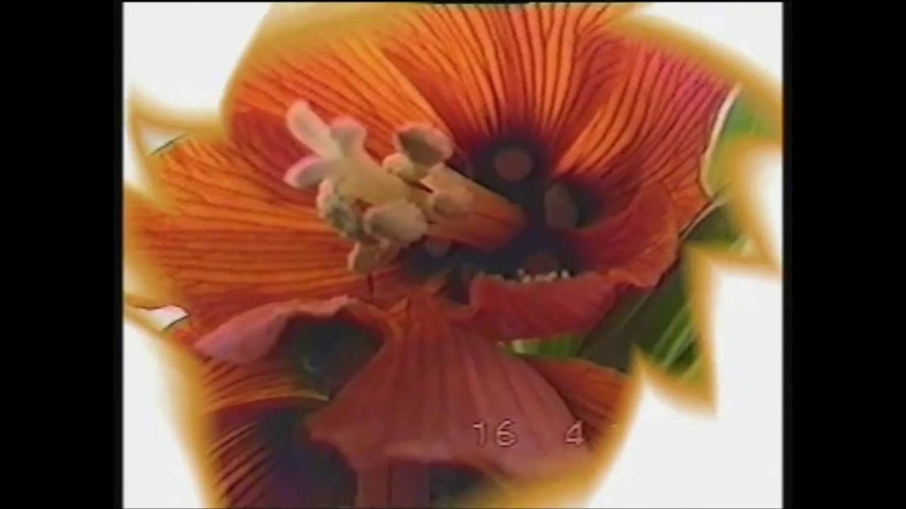 1994 ápr 16 virágaim