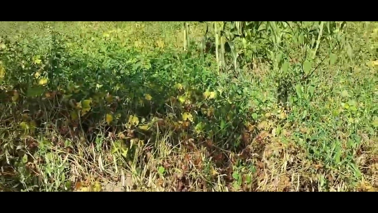 Produ&ccedil;&atilde;o diversificada na pequena propriedade Camponesa, por Jailton Apicultor. 