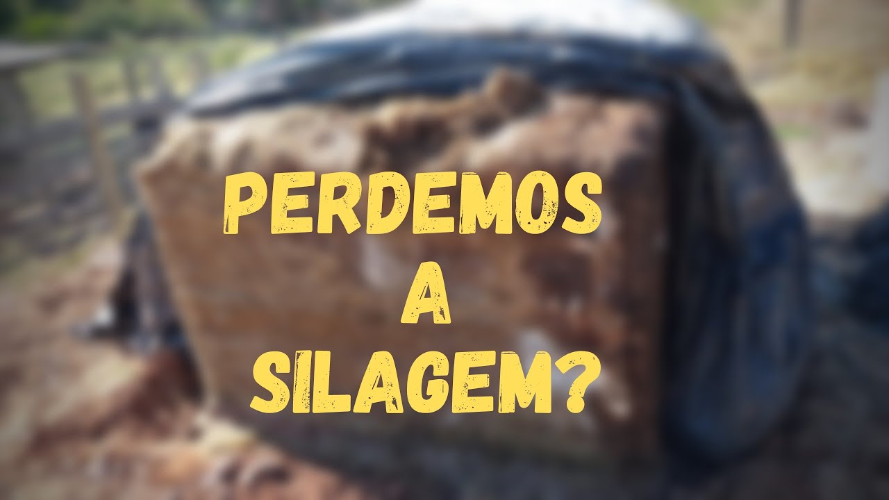 Abrindo a silagem do Capiaçu feita com 5% de fubá e leite fermentado!