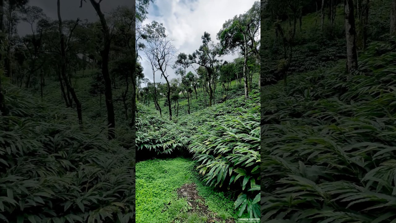 Cardamom plants 🌱 #cardamom #spices #india #plantation #life #job #gujarat #maharashtra #rajasthan