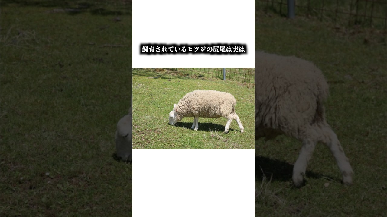 【知ってる？】ヒツジとヤギの違い#雑学 #羊 #山羊 #ヒツジ #ヤギ #動物 #都市伝説 #sheep #goat #shorts