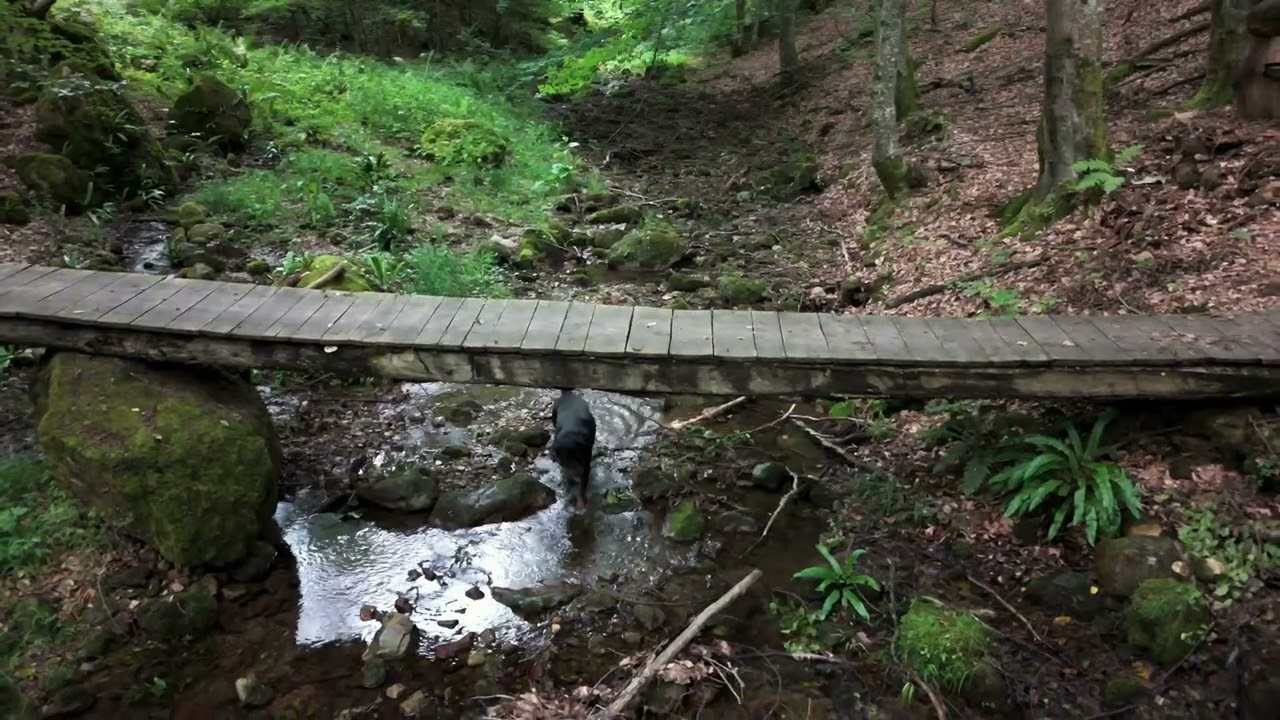O gură de aer proaspăt/ Chasing fresh air #nature#forest#naturelovers#forestwalk#outdoors#woodland