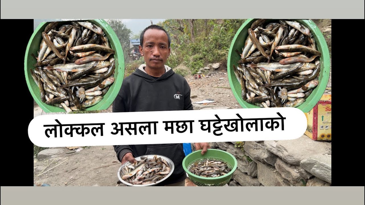 //लोक्कल ताजा असला बुदुना माछा घट्टे खोलाको 🐠 @anishvlogs9110 