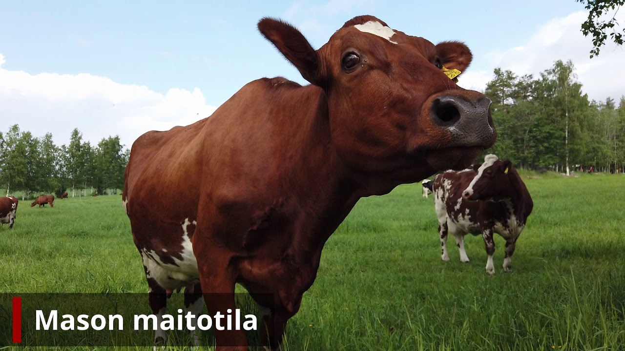 Muhola - Kylä kaiken keskellä
