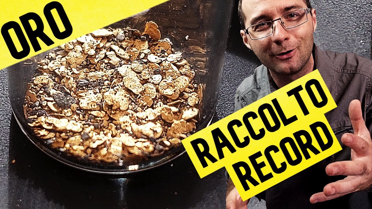ORO RACCOLTO RECORD: la febbre dell'oro in Italia! ⚒️