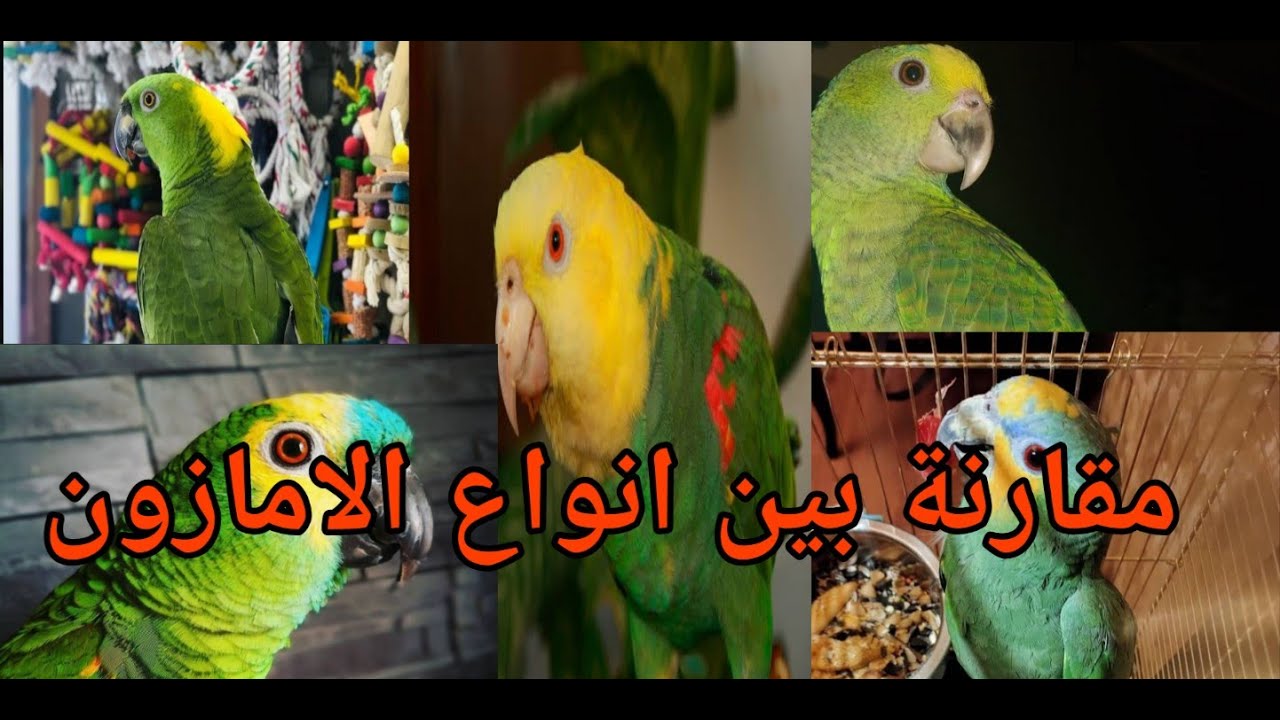 انواع ببغاء الامازون و تصنيفها