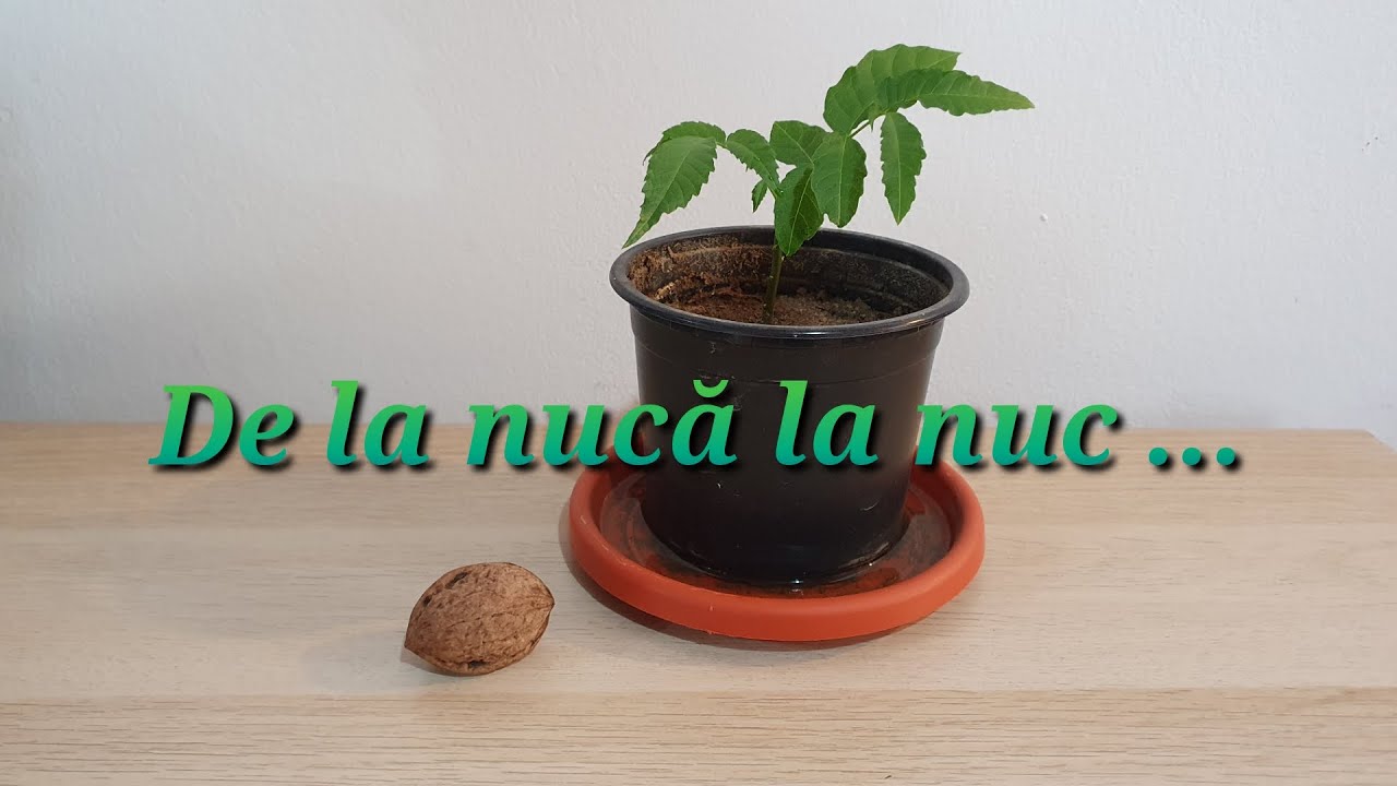 NUCUL ! De la nuca la nuc . SIMPLU