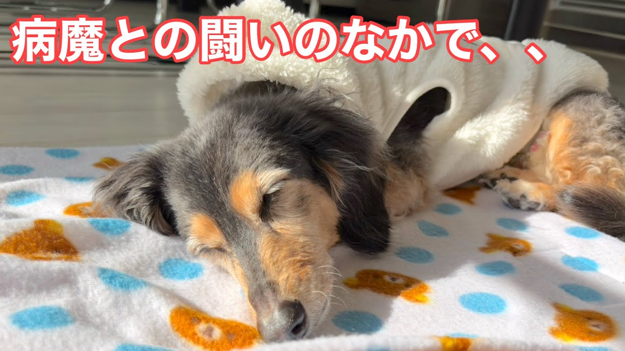 【愛犬が虹の橋へ】余命わずかな愛犬との大切な時間【未公開シーン⑦】