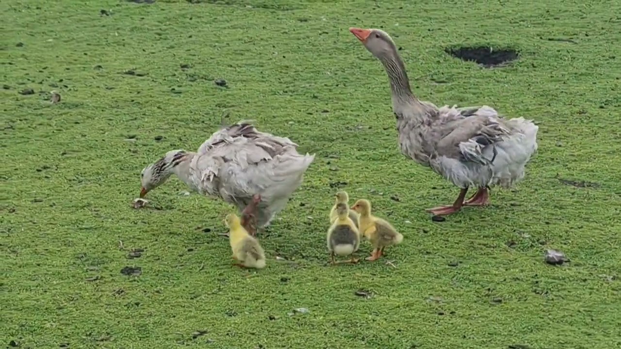 A New Life Unfolds: Sebastopol Goose Baby's First Day