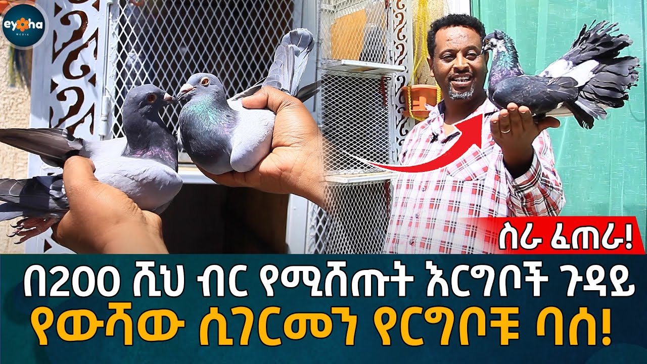 በ200 ሺህ ብር የሚሸጡት እርግቦች ጉዳይ!  የውሻው ሲገርመን የርግቦቹ ባሰ! Eyoha Media | Birds |