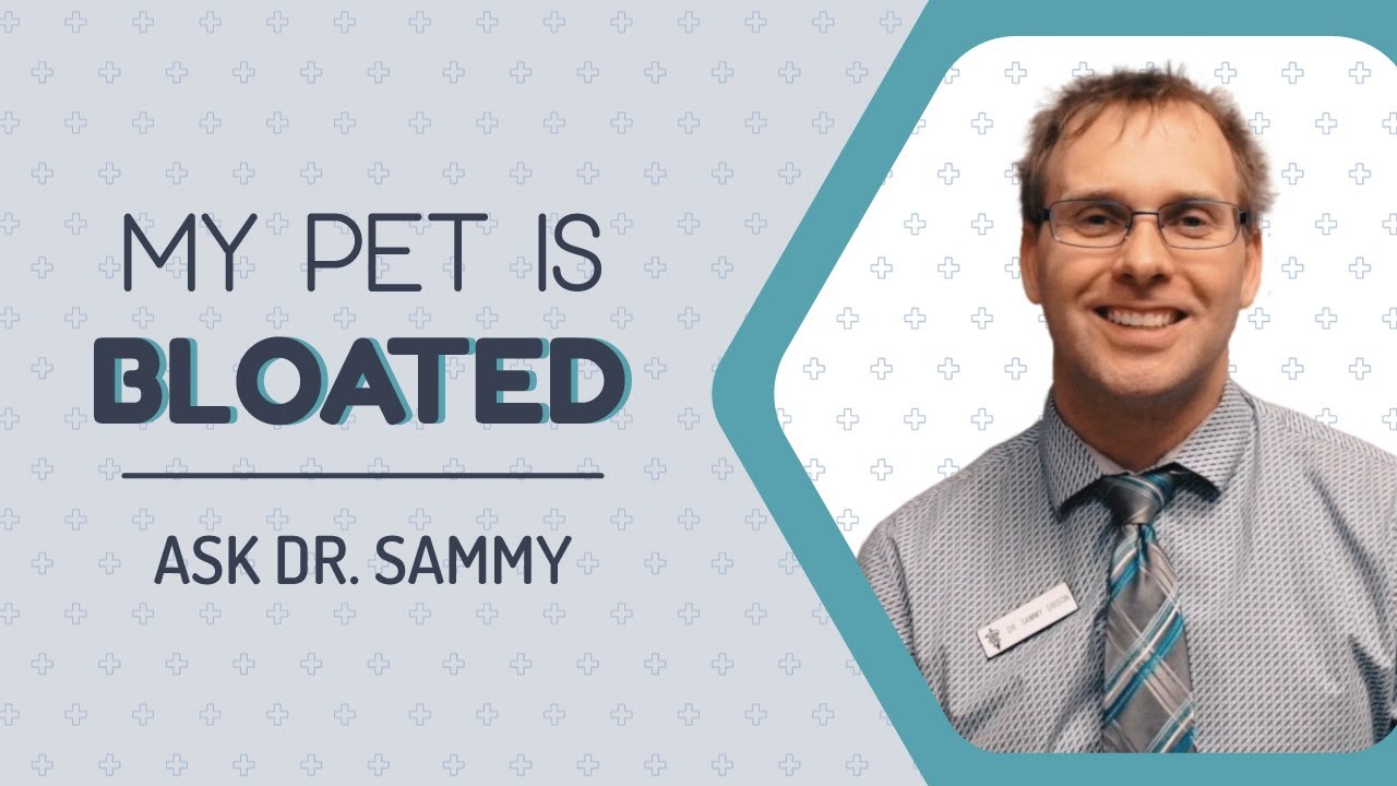 My Pet Is Bloated | Eastwood Animal Clinic