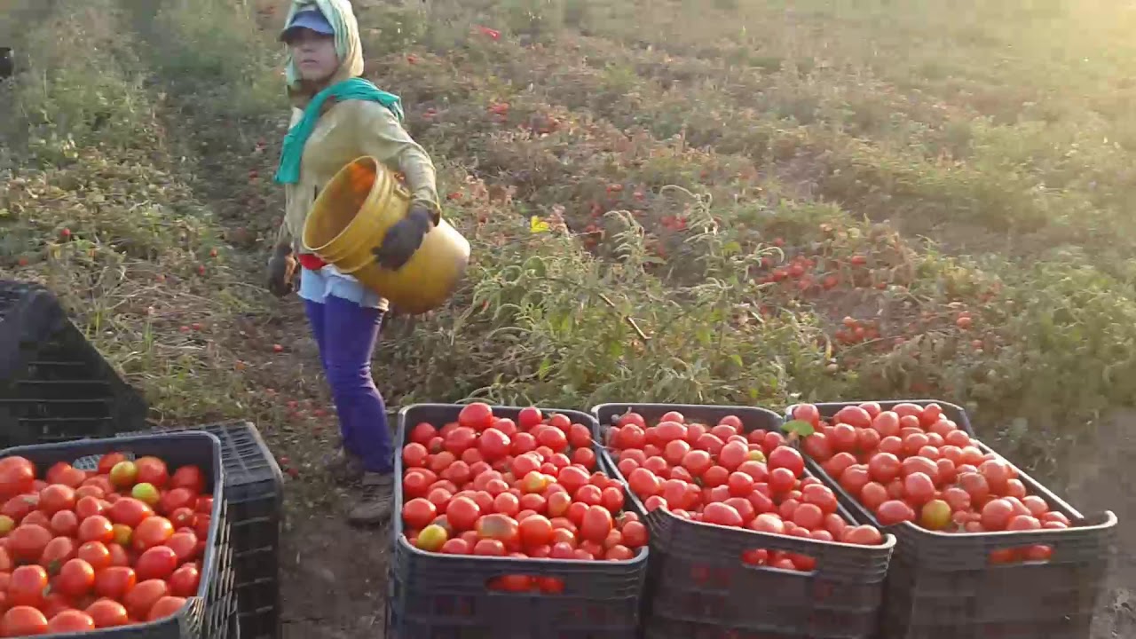 Cosecha de tomate para uso industrial