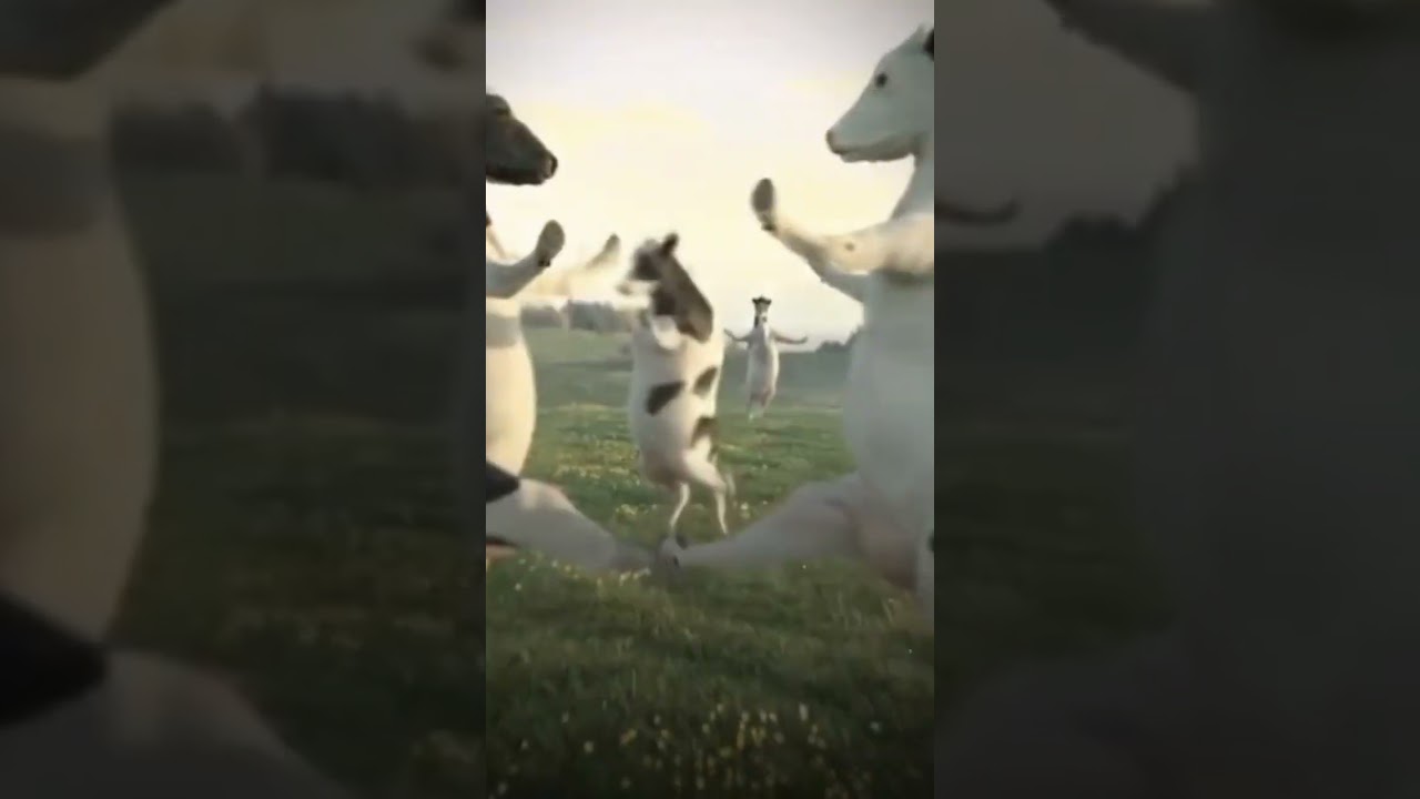 علاوي علاوي لاوي لاوي #علاوي