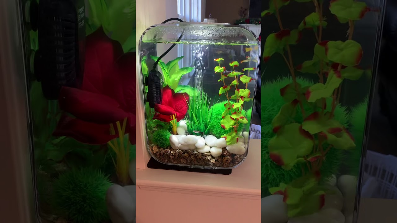biOrb Life 15L Aquarium with green decoration ~ by Maitri Chakraborty